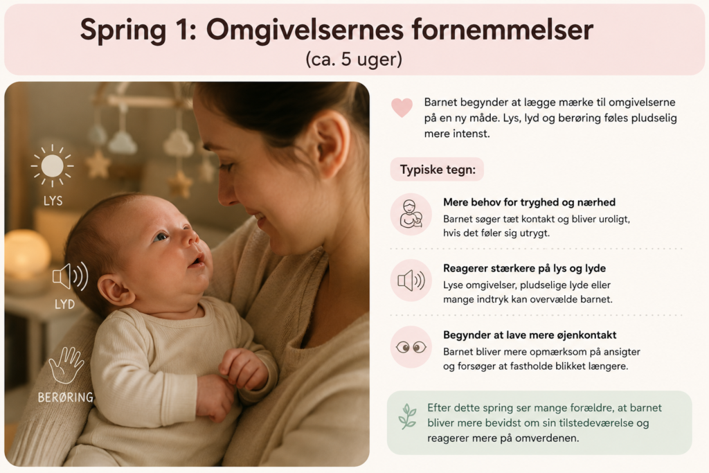 tigerspring 1: Omgivelsernes fornemmelser