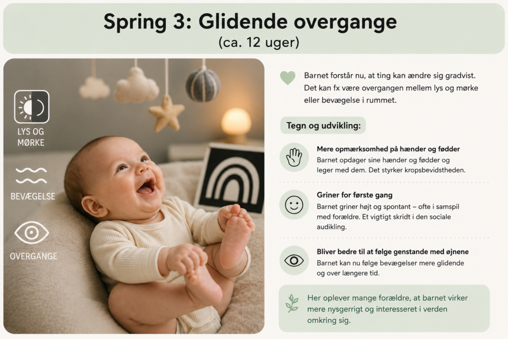 Tigerspring 3: Glidende overgange (ca. 12 uger)